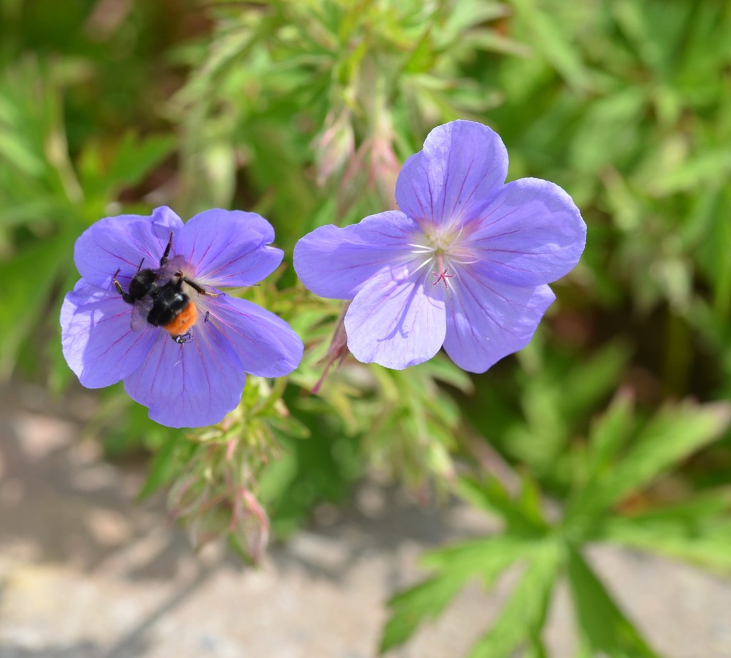 Geranium 'Brookside'