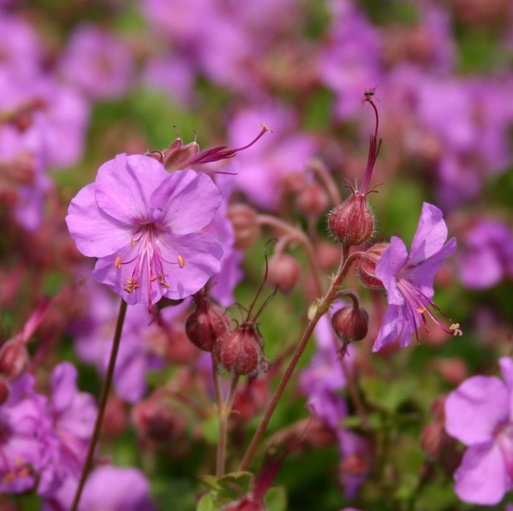 [GECKARM] Geranium cant. 'Karmina' (GD) (pot   9cm)