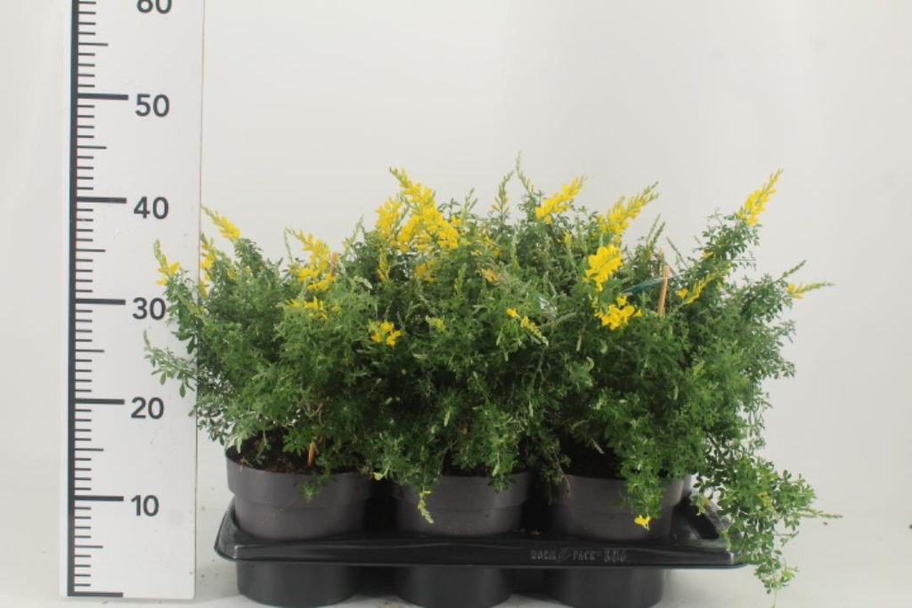 [GEHISPA] Genista hispanica (—, pot   2L)