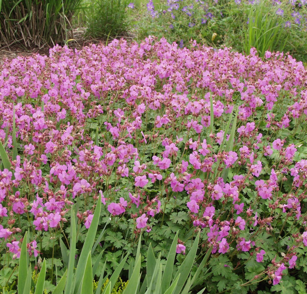 Geranium macr. 'Bevan's Variety'