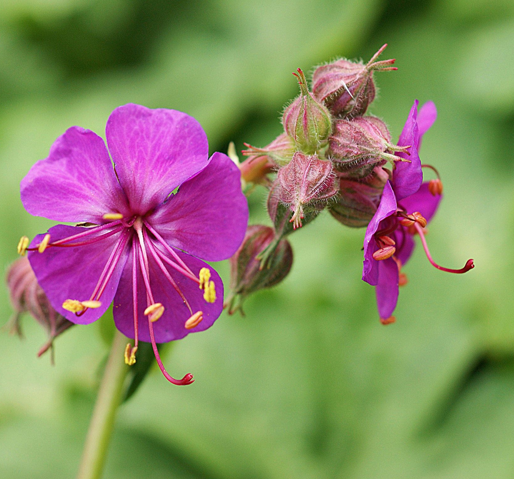 Geranium macr. 'Czakor'