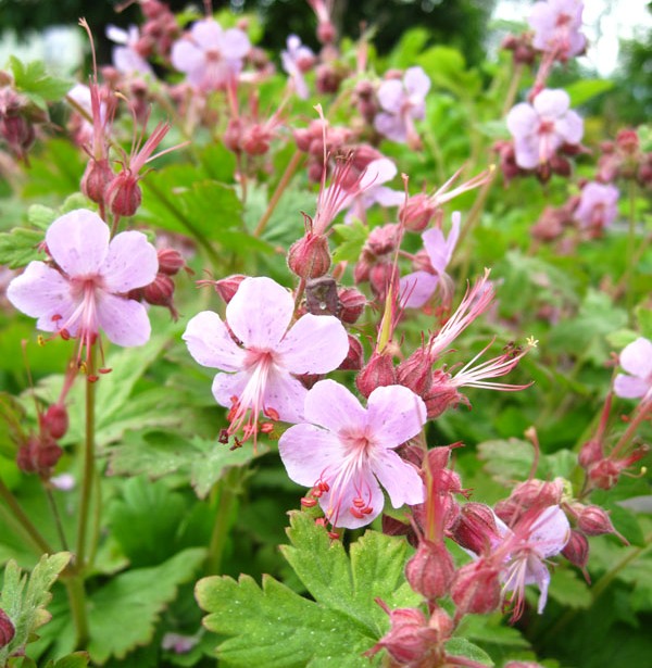 GÉRANIUM VIVACE
