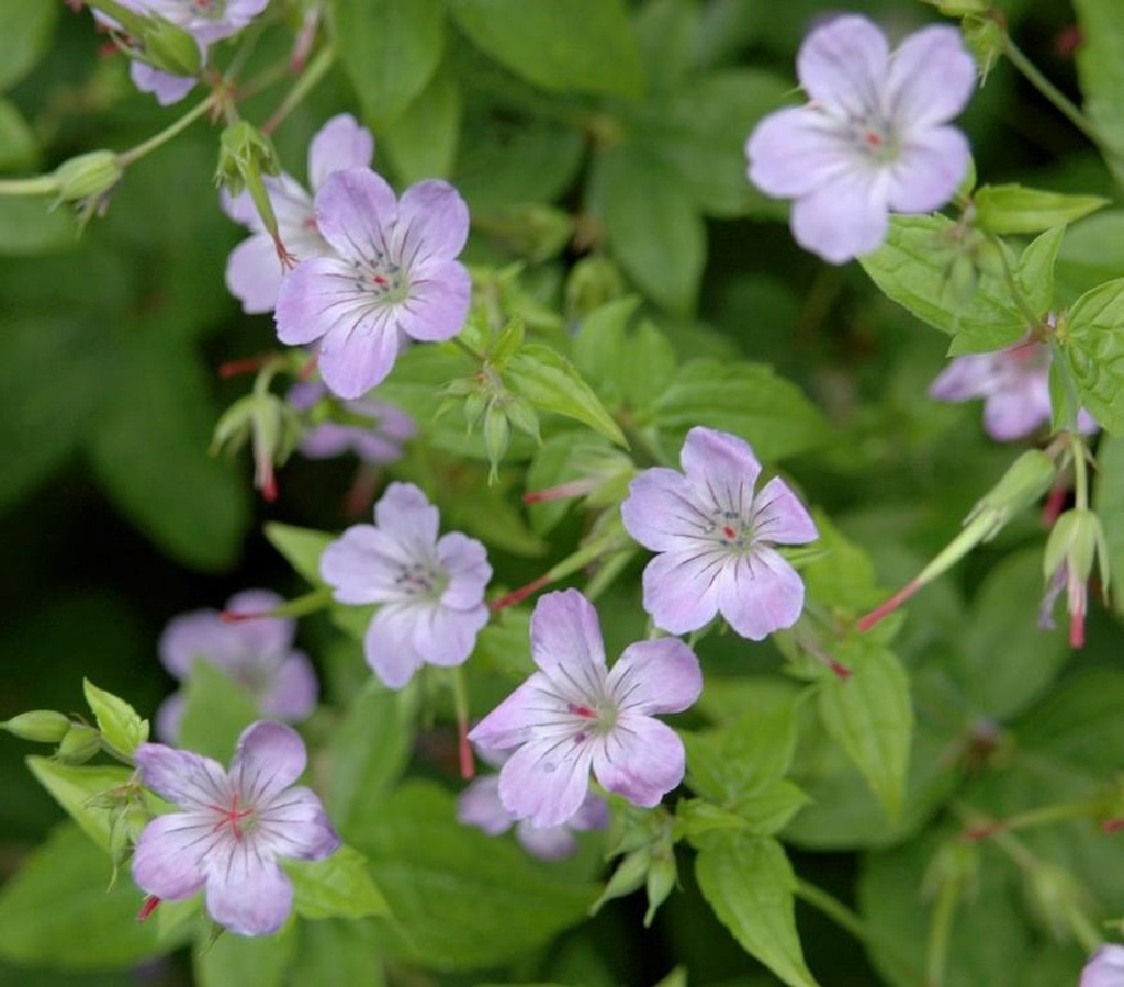 Geranium nodosum