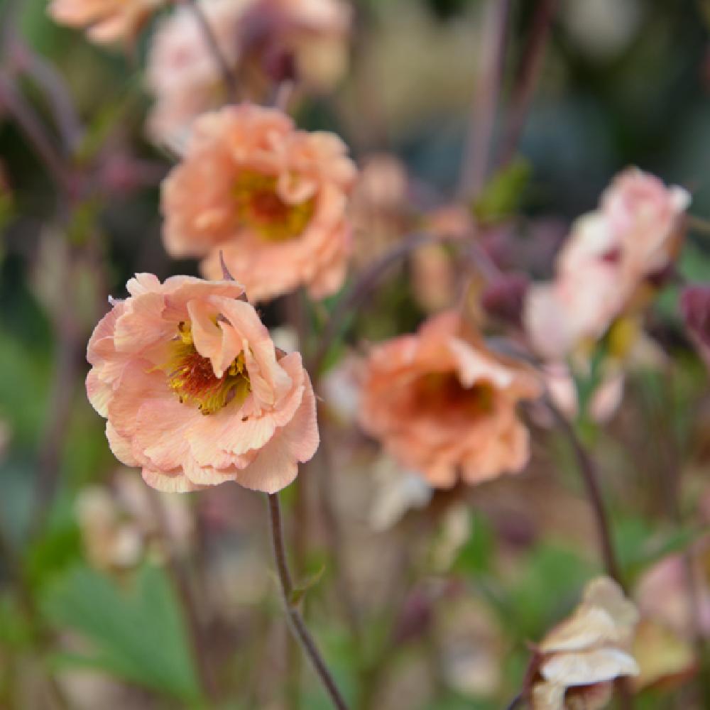 [GERMTAI] Geum rivale 'Mai Tai' (pot   9cm)