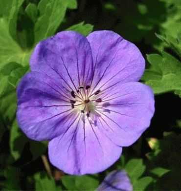 [GEROZAN] GÉRANIUM VIVACE (pot 9cm)