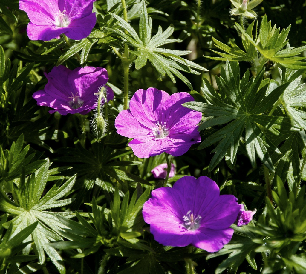 Geranium sang. 'Tiny Monster'