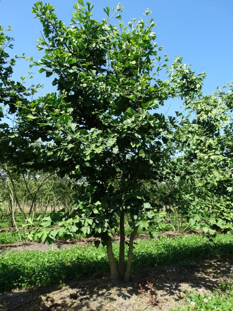 [GIBILOB] Ginkgo biloba (hoogstam, 10/12, pot)