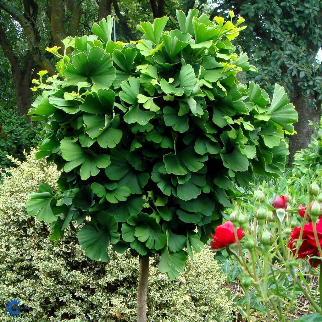[GIBMARI] Ginkgo biloba 'Mariken' (stam, 60cm, pot   7.5L)