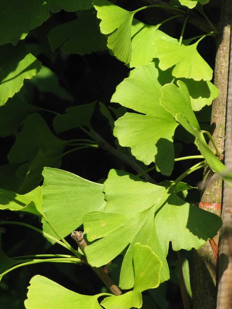[GIBTIT] Ginkgo biloba 'Tit' (pot 80l 300/350cm beveerd)