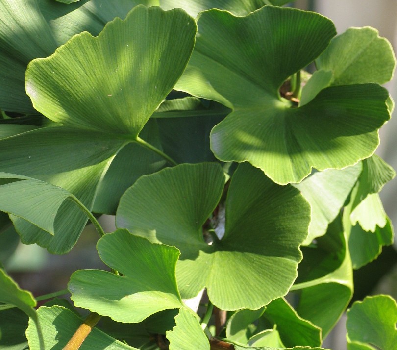 [GIBTROL] Ginkgo biloba 'Troll' (—, pot stam 180cm 2-jarige kroon)