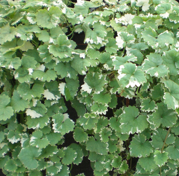 Glechoma (Nepeta)