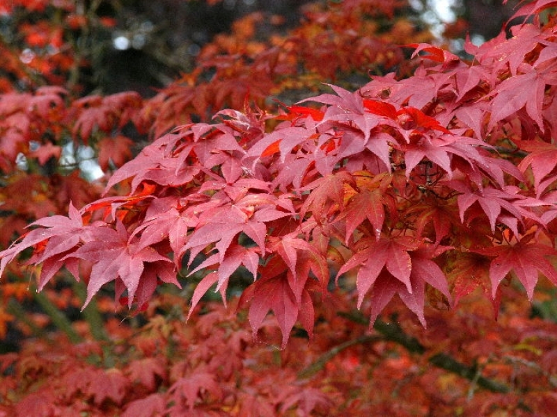 [ACPATRO] Acer palm. 'Atropurpureum' (—, 100/125cm, pot  12L)