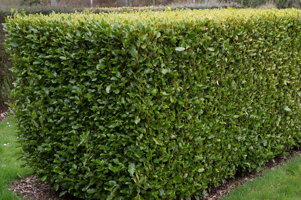 [GRLITTO] Griselinia littoralis (100/125cm, pot  10L)