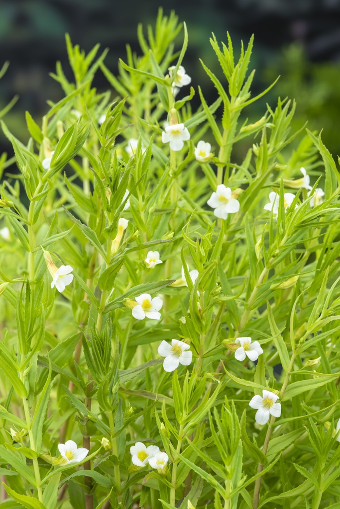 [GROFFIC] GRATIOLE OFFICINALE