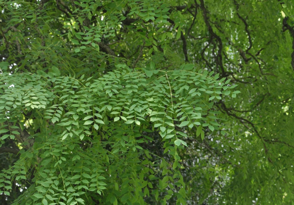 [GYDIOIC] Gymnocladus dioica (cépée, 150/175cm, pot 40L)