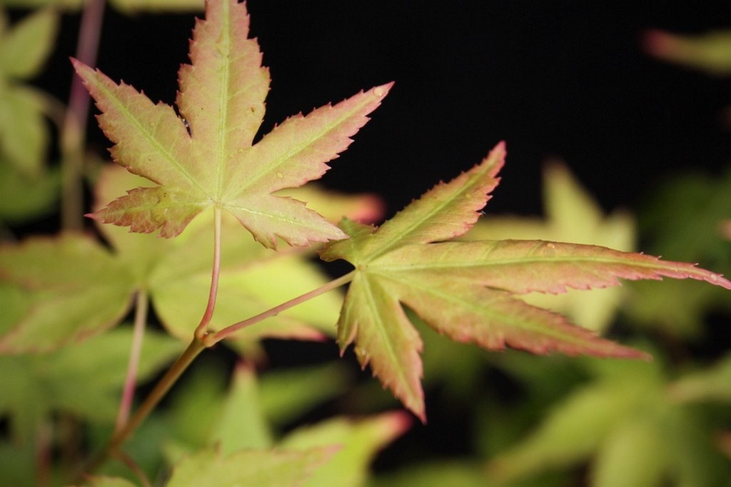 [ACPBIHO] Acer palm. 'Bi-hoo' (—, 100/125cm, pot  35L)