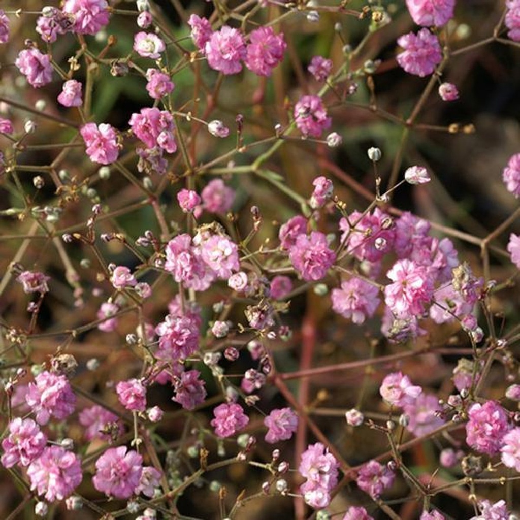 Gypsophila 'Rosenschleier'