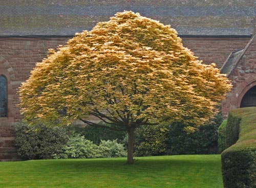 [ACPBRIL] Acer pseudopl. 'Brilliantissimum' (stam 150cm, —, pot  20L)