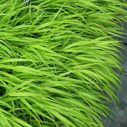 [HAMACRA] Hakonechloa macra (pot   9cm)