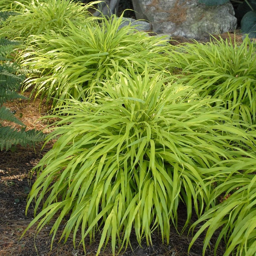 [HAMALLG] HERBE DU JAPON (pot 9cm)