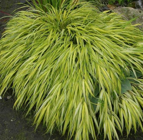 [HAMAURE] Hakonechloa macra 'Aureola' (pot   9cm)