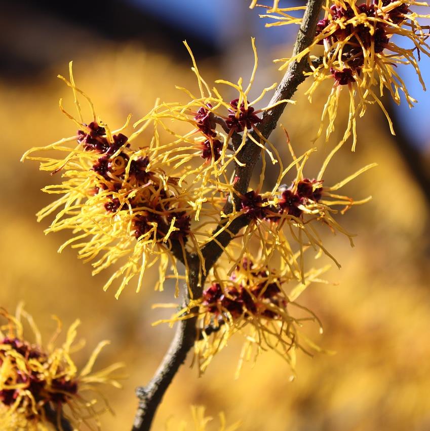 [HAVIRGI] Hamamelis virginiana (cépée, 250/300cm, pot 80L)
