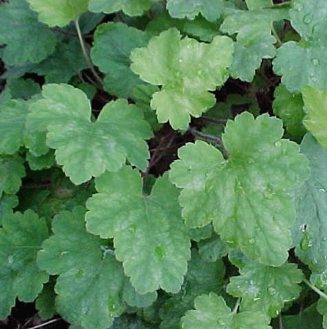HEUCHERELLA