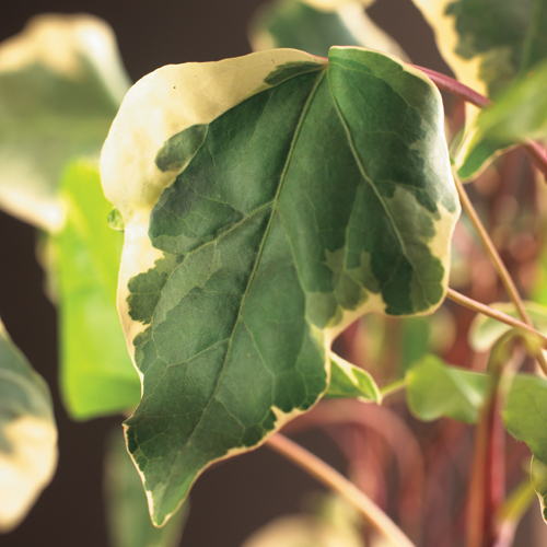 [HEAGMAR] Hedera alger. 'Gloire de Marengo' (gestokt, 75cm, pot   2.25L)