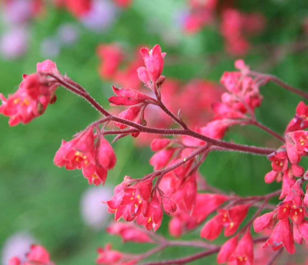 Heuchera briz. 'Pluie de Feu'