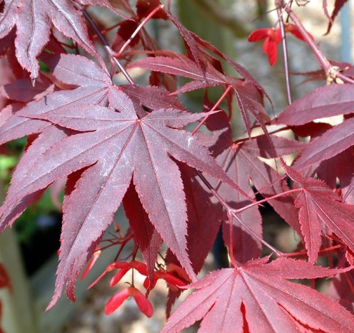 [ACPBLOO] Acer palm. 'Bloodgood' (—, 80/100cm, pot  10L)