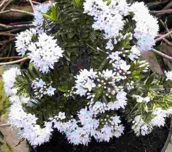 [HECELIN] Hebe 'Celina' ® (pot15)