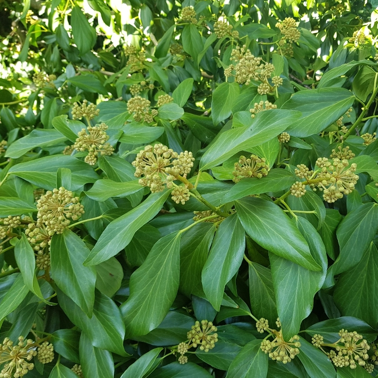 [HECFFAV] Hedera colchica 'Fall Favourite' (pot   2.5L)