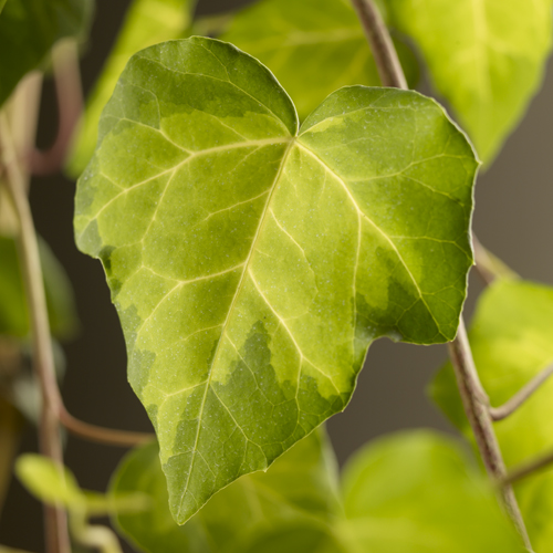 [HECSHEA] Hedera colchica 'Sulphur Heart' (gestokt, 75cm, pot   2.25L)
