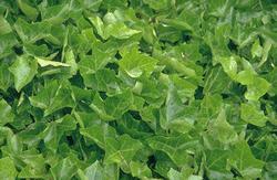 [HEDERA3] LIERRE (pot 9cm)