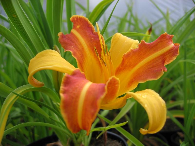 [HEFHALS] Hemerocallis 'Frans Hals' (pot11)