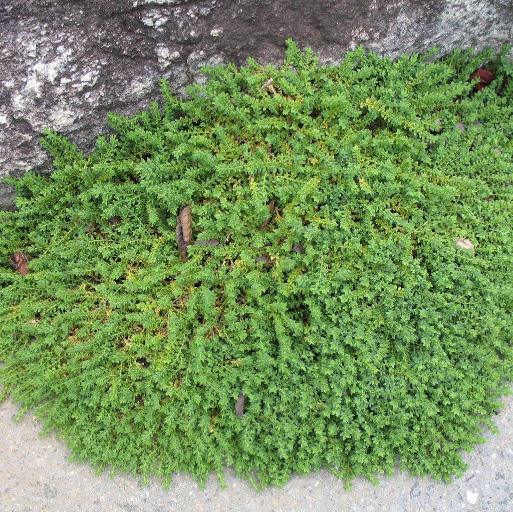 TURQUETTE