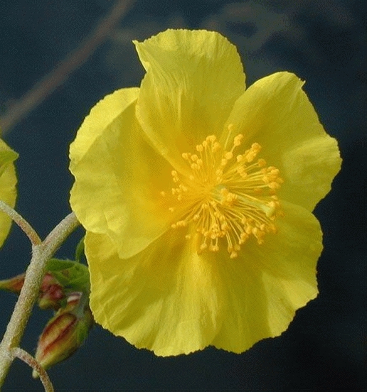 [HEGQUEE] Helianthemum 'Golden Queen' (pot   9cm)