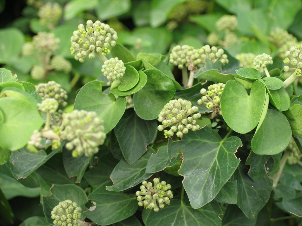 [HEHACOM] Hedera helix 'Arbori Compact' (pot   3L)
