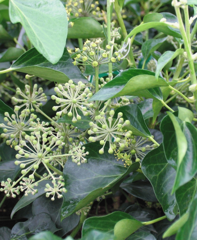 [HEHARBO] Hedera helix 'Arborescens' (—, —, pot   3L)