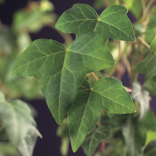 [HEHELIX] Hedera helix (—, —, pot   9cm)