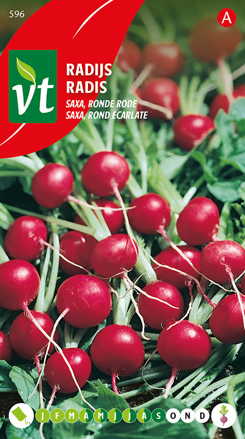 [00596] RADIS SAXA ROND ECARLATE