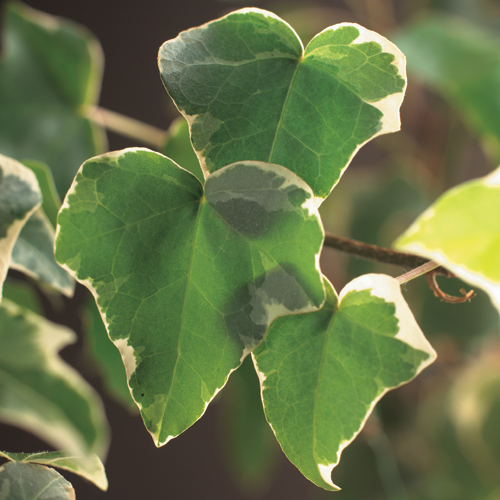 [HEHGLAC] Hedera helix 'Glacier' (gestokt, —, pot)