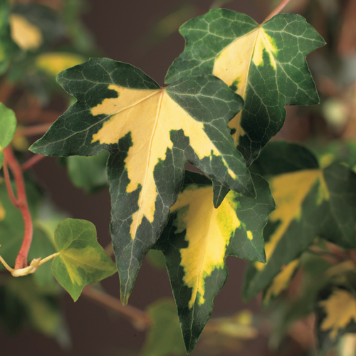 [HEHGOLD] Hedera helix 'Goldheart' (gestokt, 75cm, pot   2.25L)