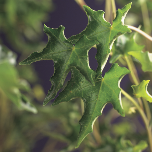 [HEHIVAL] Hedera helix 'Ivalace' (gestokt, 75cm, pot   2.25L)