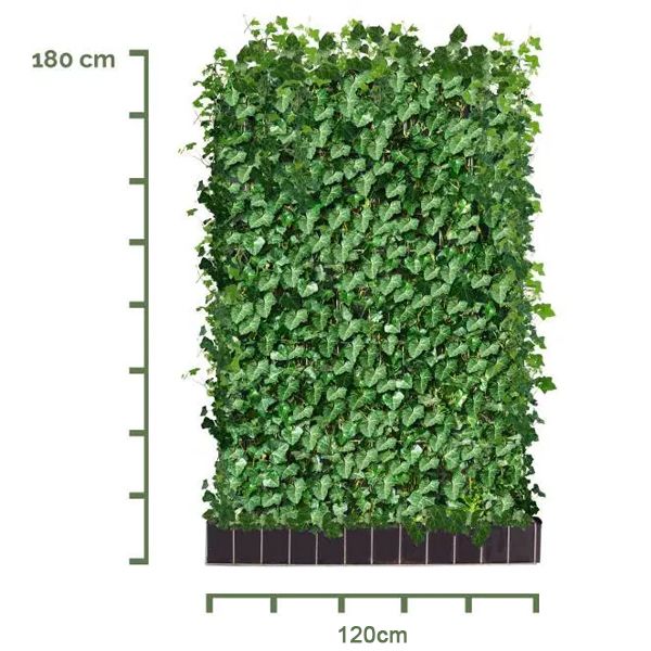[HEHIBEH] Hedera hibernica READY-HEDGE