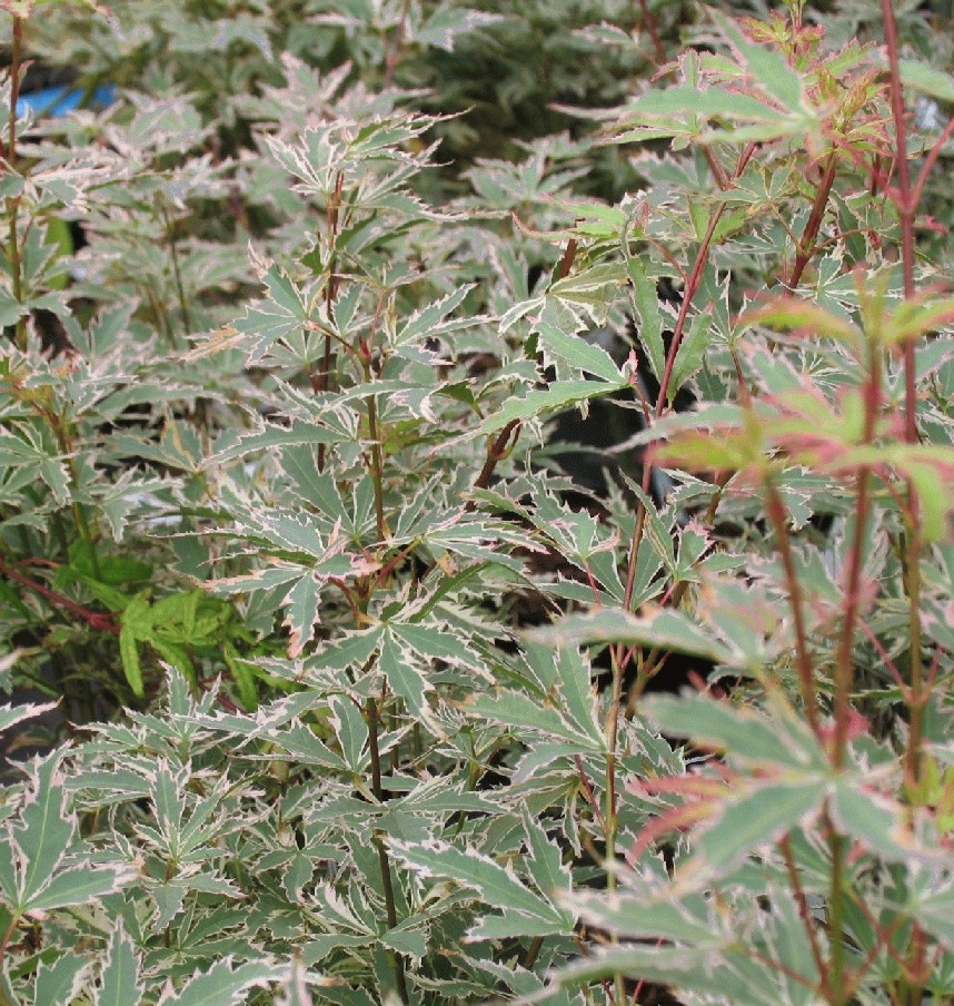 [ACPBUTT] ÉRABLE DU JAPON (—, 80/100cm, pot 10L)