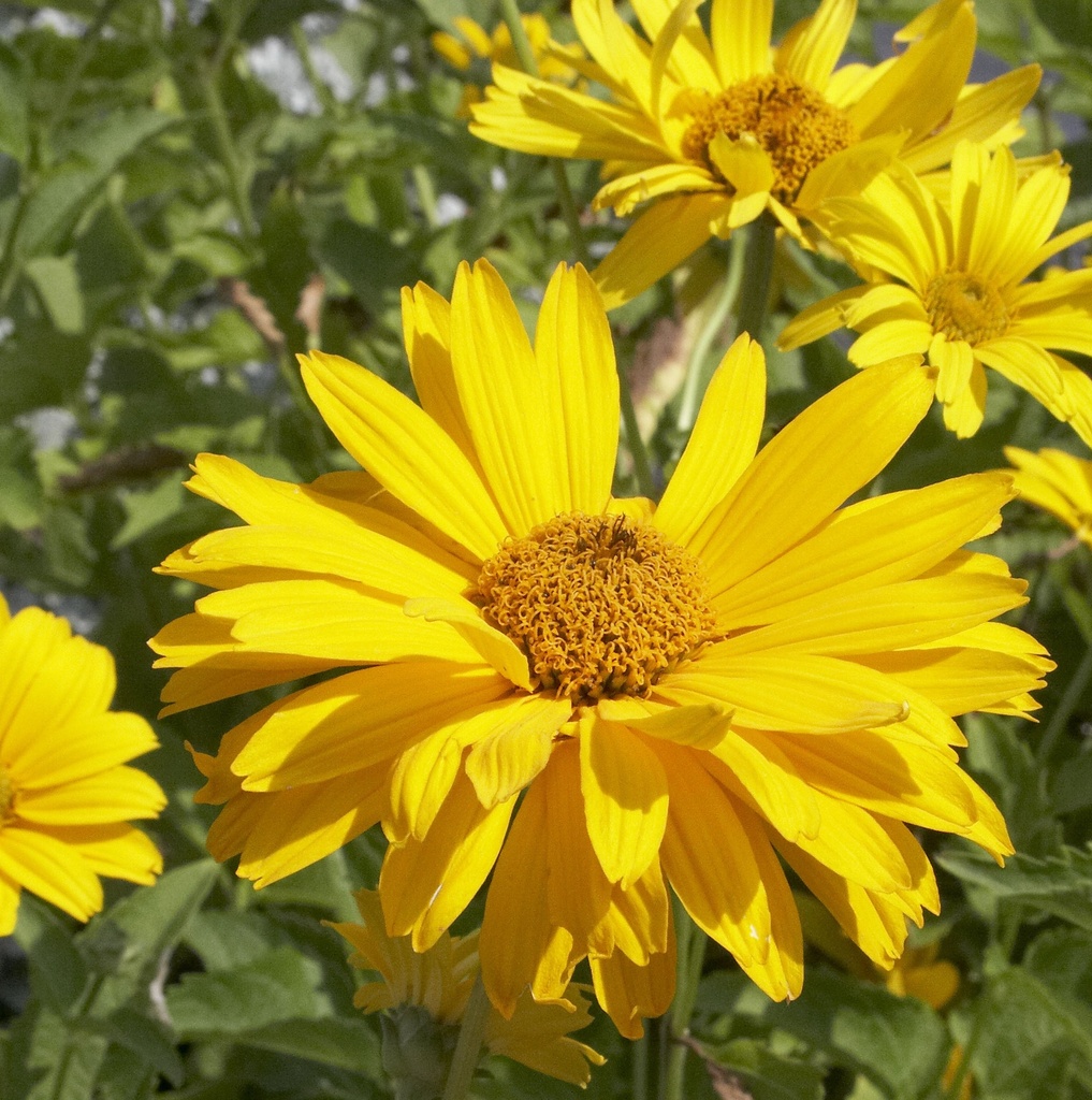 HELIOPSIS