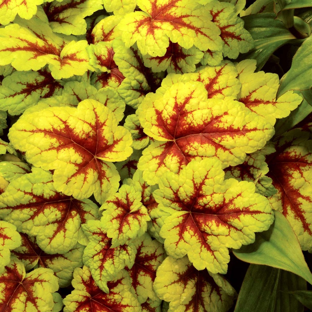 HEUCHERELLA