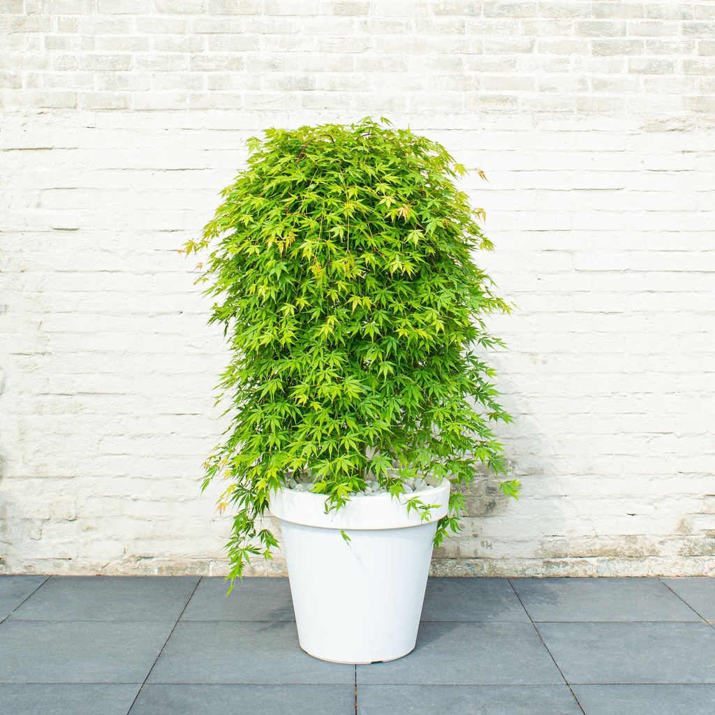 [ACPCEME] Acer palm. 'Cascade Emerald'
