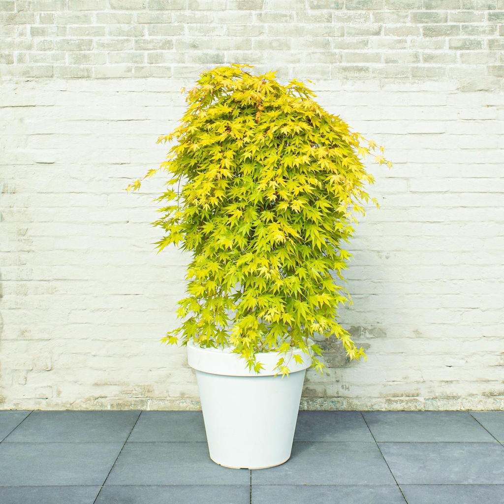 [ACPCGOL] Acer palm. 'Cascade Gold'